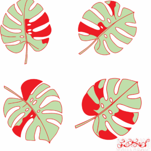 Monstera Albo-Leaf