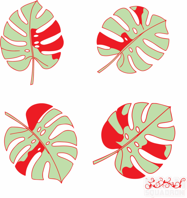 Monstera Albo-Leaf